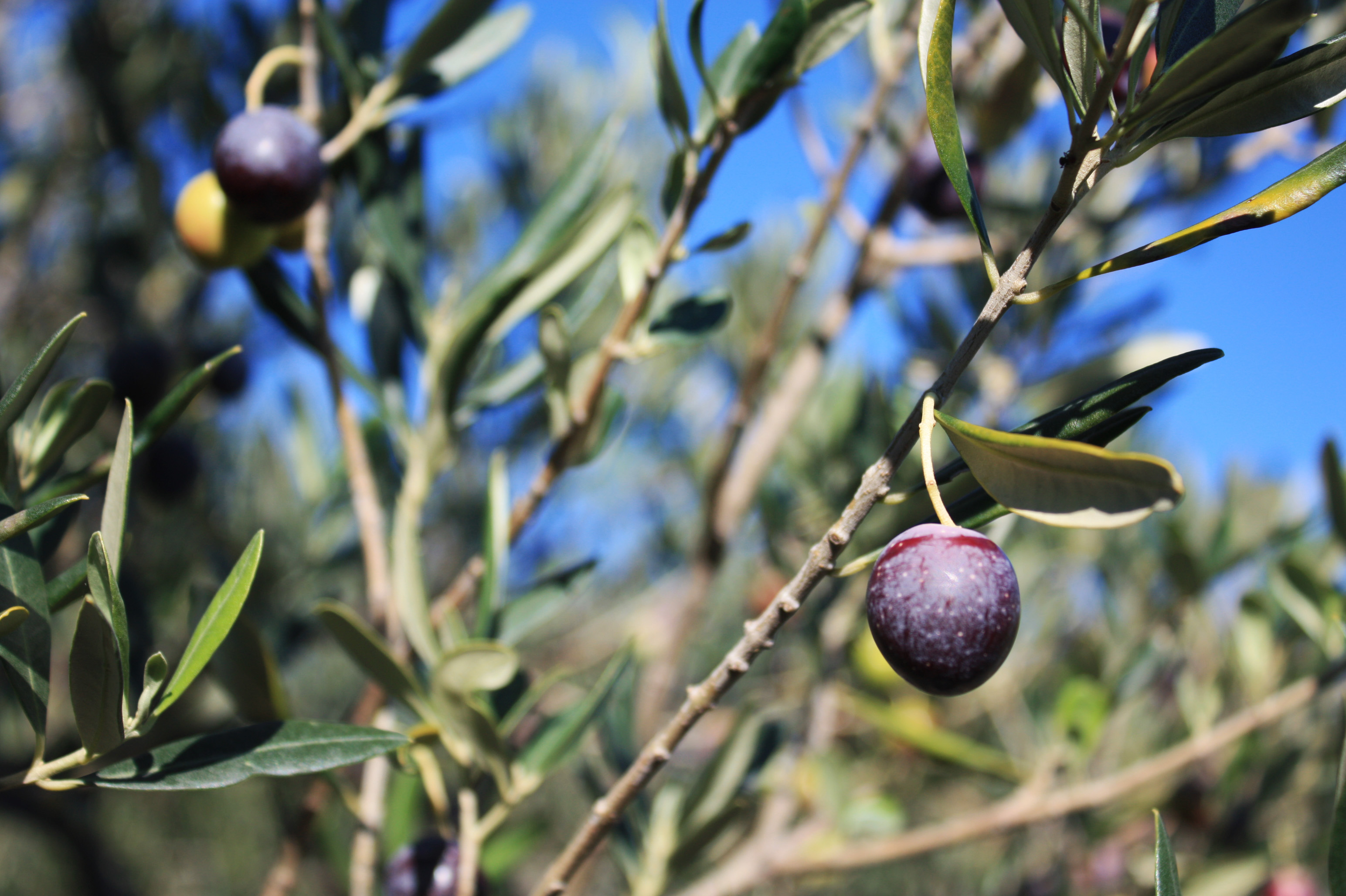 Dalmatian olive trees